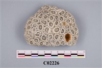 藏品(珊瑚標本)的圖片